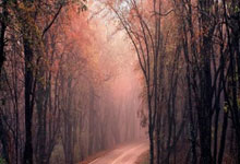 开运体育官网app-法兰克福主场三连胜，稳步向上冲击德甲前列位置，法兰克福对